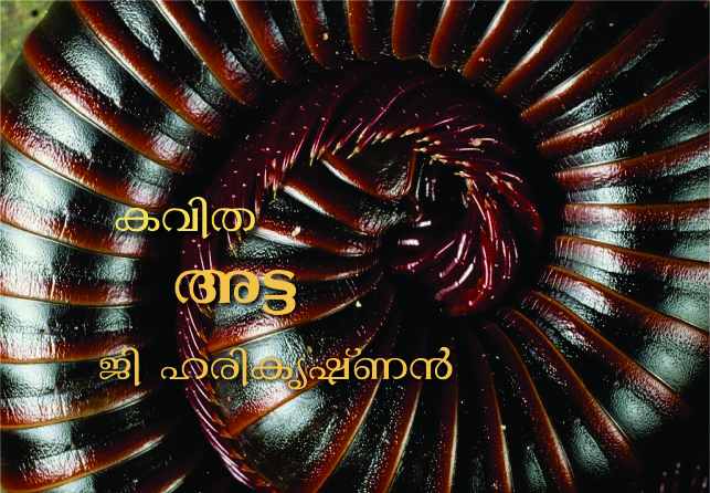 അട്ട