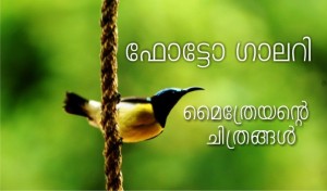 മൈത്രേയൻ രാഹുൽ ജോർജ്ജ് ഫോട്ടോഗ്രഫി ഫോട്ടോഗാലറി ഛായാഗ്രാഹണം നിശ്ചലച്ഛായാഗ്രഹണം