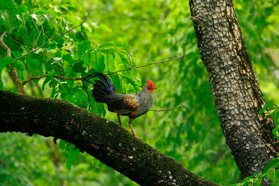 ഫോട്ടോഗ്രഫി ഗാലറി – മനൂപ് ചന്ദ്രൻ