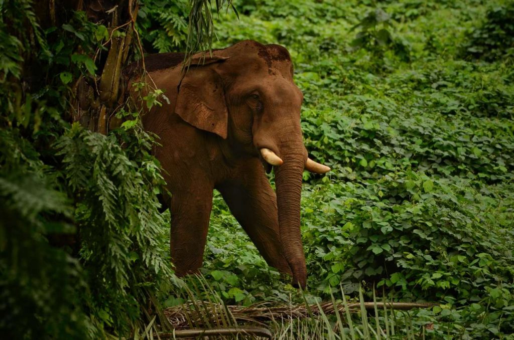 ദ്യോവിനെ വിറപ്പിക്കുമാവിളി – ഡോ. ശ്രീധർ വിജയകൃഷ്ണൻ