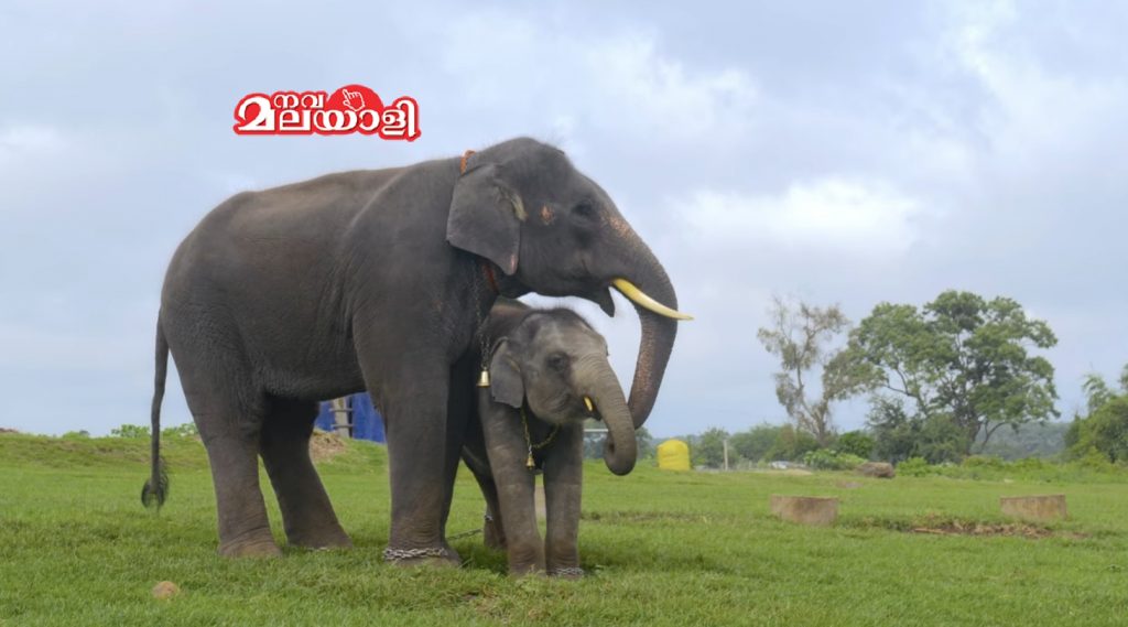 ആൻഡ് ദി ഓസ്കർ ഗോസ് ടു… – ഡോ. ശ്രീധർ വിജയകൃഷ്ണൻ